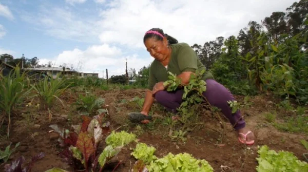 Beneficios de los huertos comunitarios