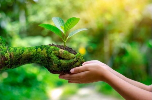 ¿Por qué es importante la educación ambiental?