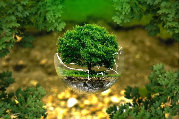¿Qué es la educación ambiental y cómo comenzar a aprenderla