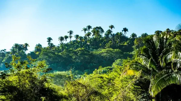 ¿Qué es el clima cálido y cuales son sus características