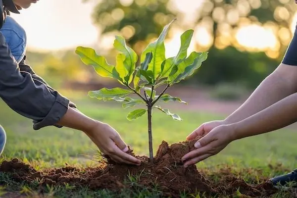 Beneficios directos de asegurar el bienestar ambiental permanentemente