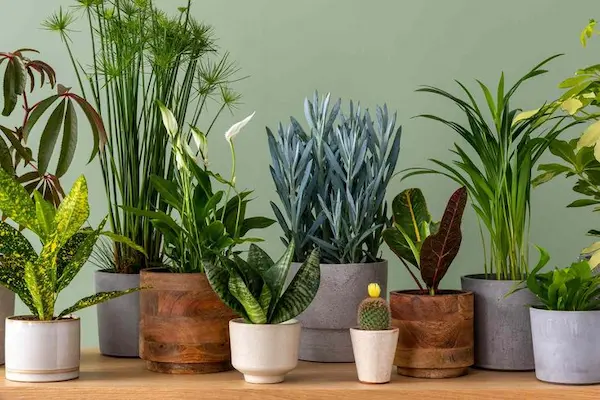 Hábitos cotidianos para reforzar la pureza ambiental