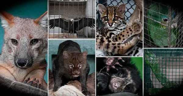 mascotas exóticas Chile fiscalización autoridades decomiso animales ilegales