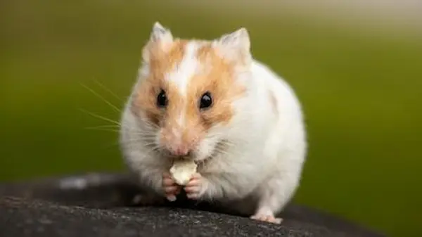tipos de hamster resumen cuidados responsabilidad mascotas pequeñas hogar