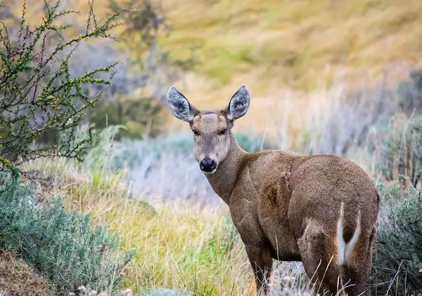 conservación de habitats de los animales en Chile