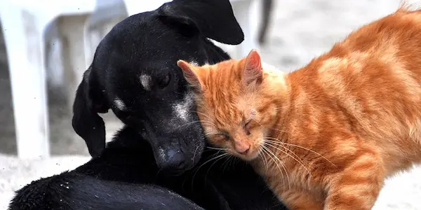 cómo elegir nombres de mascotas según personalidad