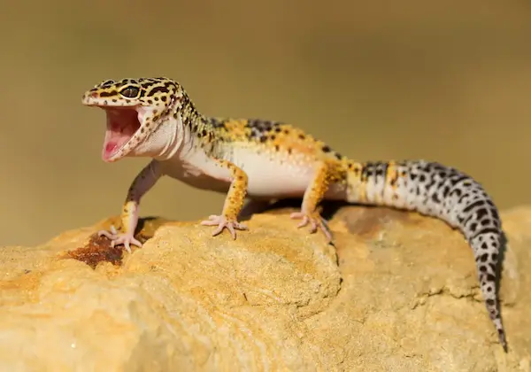 mascotas exóticas geckos lagartos reptiles pequeños terrario cuidados básicos