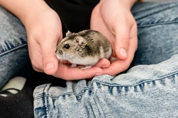 hamster chino cuerpo alargado mascota exótica tranquila