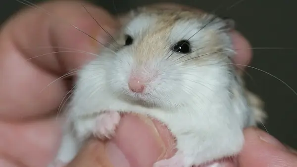 hamster roborovski pequeño veloz comportamiento tímido
