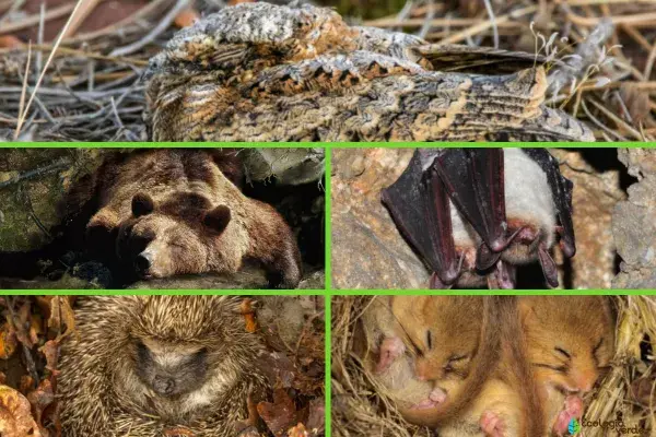 animales en proceso de hibernación en sus habitats
