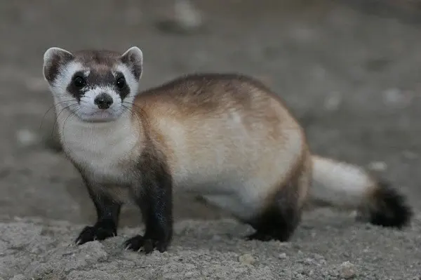 mascotas exóticas hurón animal doméstico exótico carnívoro activo juguetón
