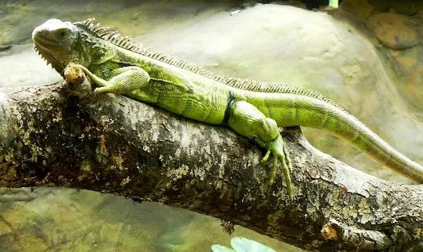 iguana verde reptil cuidados terrario alimentación temperatura