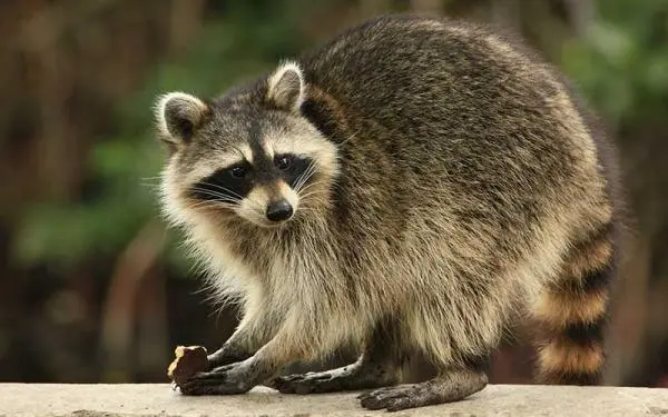 mascotas exóticas mapache animal salvaje comportamiento impredecible no recomendado