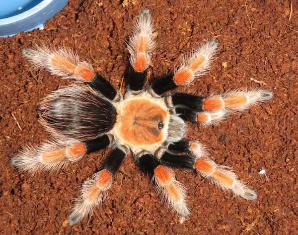 mascotas exóticas tarántula arácnido terrario cuidado insectos exóticos
