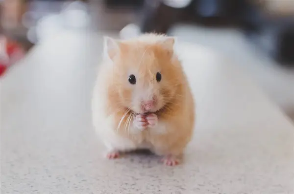 tipos de hamster razas cuidados mascotas pequeñas guía completa Chile