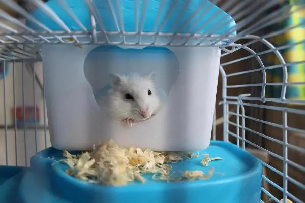 tipos de hamster transporte auto jaula segura viaje mascota pequeña