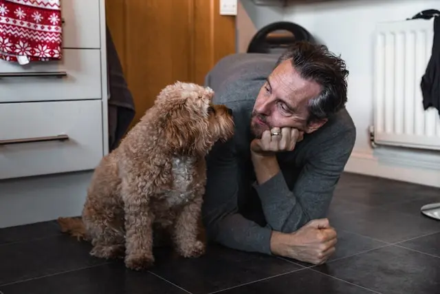 un hombre en el suelo viendo a un perro