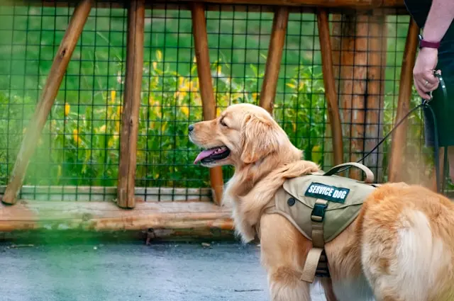 perro de asistencia