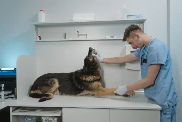 perro en veterinario