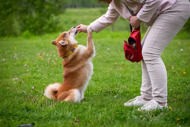 mujer dandole un premio a un perro