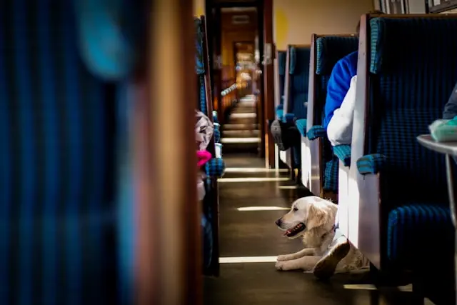 perro sentado en un tren