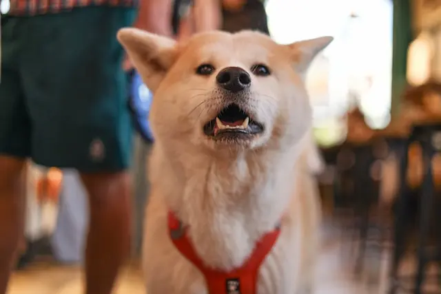 restaurantes pet friendly