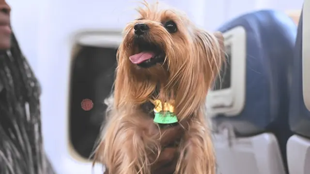 perro en avión