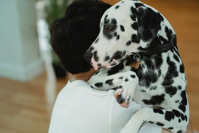 perro dalmata abrazando a un niño