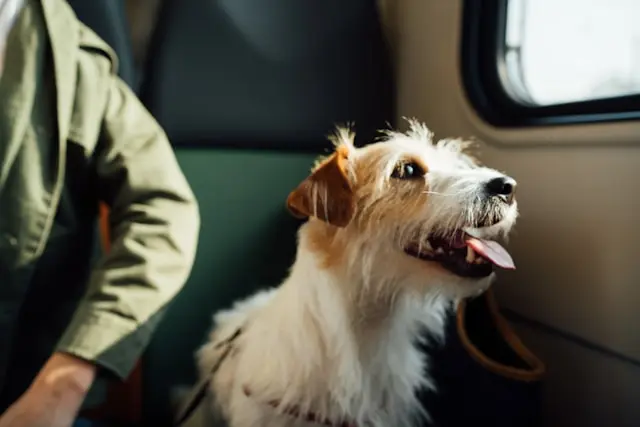 perro viajando en bus