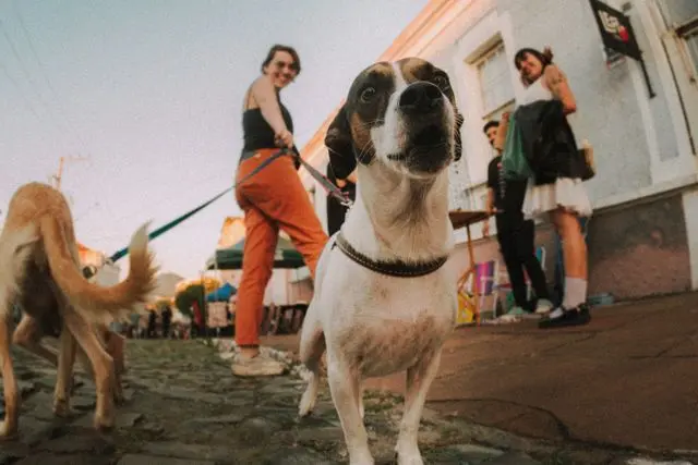 varios perros en la calle con personas